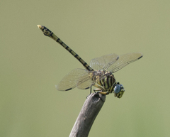 Ictinogomphus dundoensis