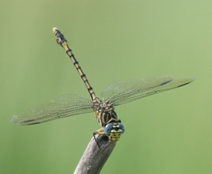 Ictinogomphus dundoensis
