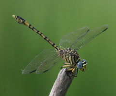Ictinogomphus dundoensis
