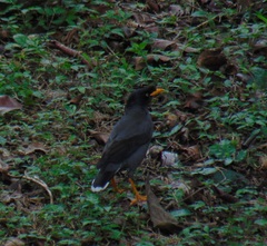 Acridotheres javanicus