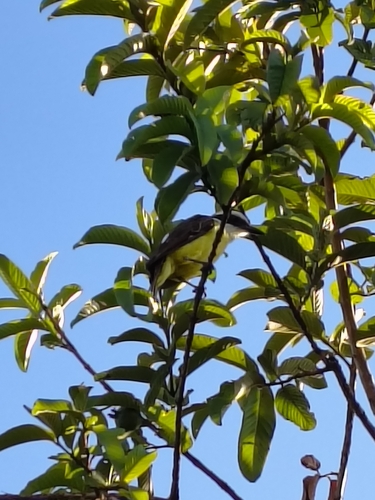 Pitangus sulphuratus maximiliani
