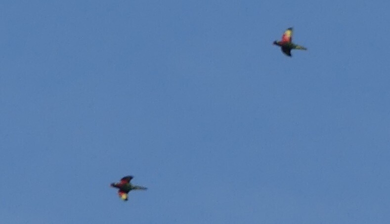 Coconut Lorikeet (Trichoglossus haematodus)