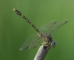 Ictinogomphus dundoensis