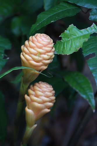 beehive ginger