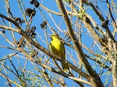 Gubernatrix cristata