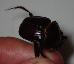 Escarabaeus remii