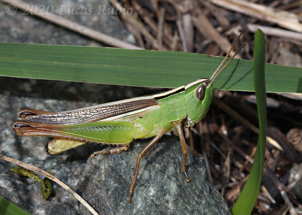 Staurorhectus longicornis