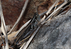 Dichroplus pratensis