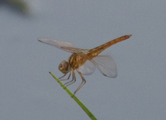 Brachythemis lacustris