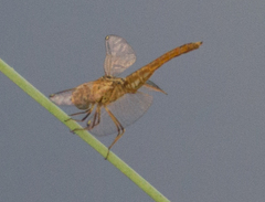 Brachythemis lacustris