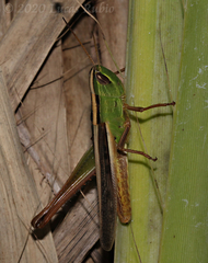 Staurorhectus longicornis