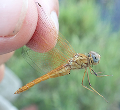 Brachythemis lacustris