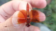 Brachythemis lacustris