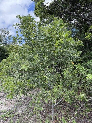 Acacia oraria observed 2026-02-27
