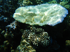 Acroporidae