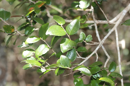 Xylosma pancheri observed 2025-11-22