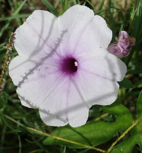 Ipomoea pes-tigridis iNat (3)