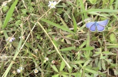Echinargus isola