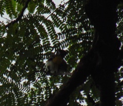 Pycnonotus aurigaster