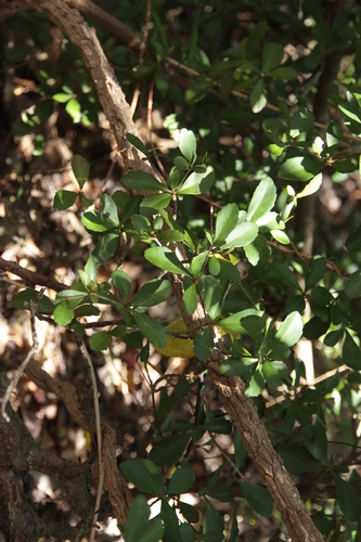 Cleidion verticillatum observed 2025-11-22