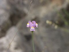 Linaria clementei