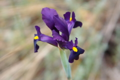 Iris filifolia