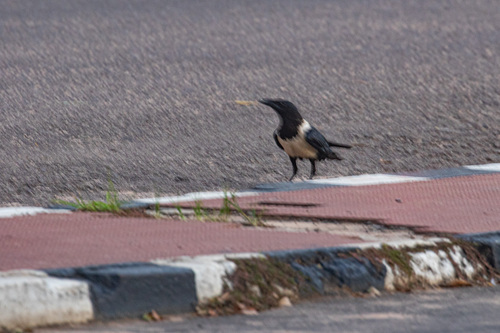 Pied Crow