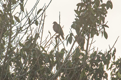 Red-eyed Dove