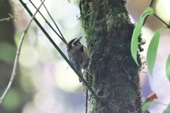 Schoeniparus castaneceps