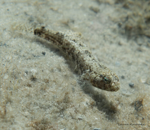 Island frillfin (Bathygobius mystacium) — Gobiidae