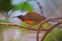 Aethopyga nipalensis