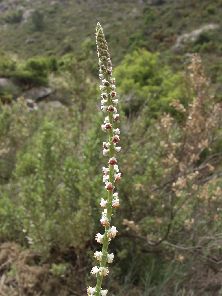 Reseda barrelieri (Reseda barrelieri)