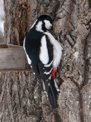 Dendrocopos major