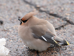 Bombycilla garrulus