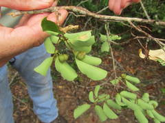 Margaritaria discoidea