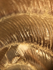 Ventridens intertextus