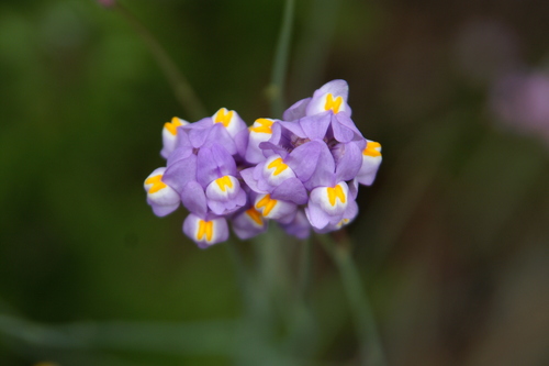 Linaria clementei
