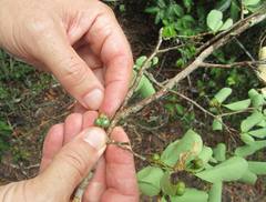 Margaritaria discoidea