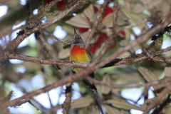 Aethopyga nipalensis