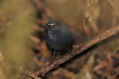 Brachypteryx cruralis