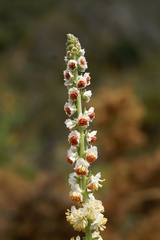 Reseda barrelieri