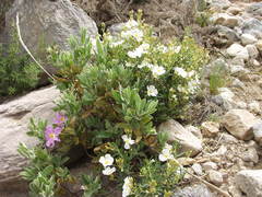 Cistus clusii