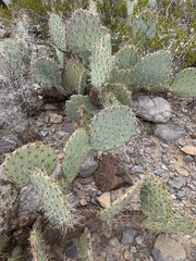 Opuntia arizonica