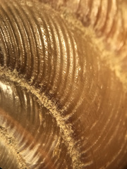 Ventridens intertextus