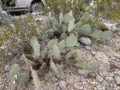 Opuntia arizonica