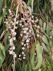 Eucalyptus globulus globulus