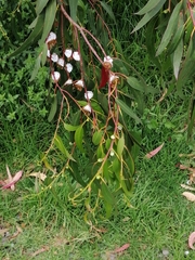 Eucalyptus globulus globulus