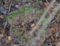 Drosera collina