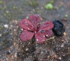 Drosera rosulata