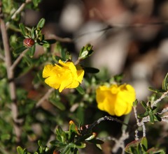 Hibbertia hypericoides hypericoides